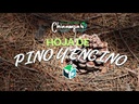 SUSTRATO HOJA DE PINO Y ENCINO
