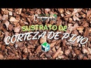 CORTEZA DE PINO