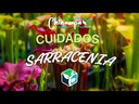 SARRACENIA OREOPHILA / CARNIVORA